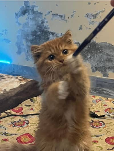 Persian cat