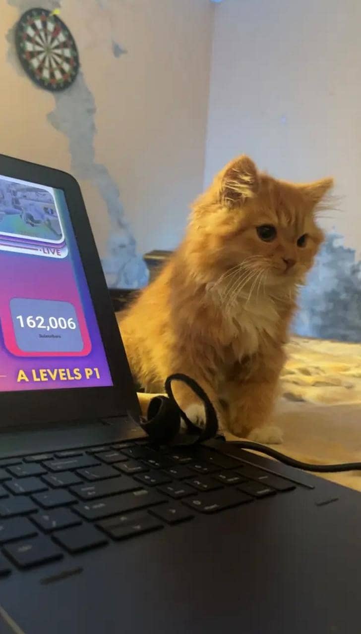 Persian cat 4
