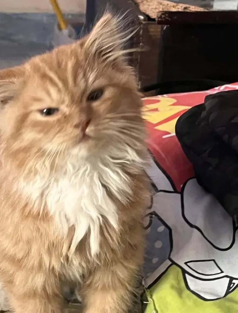 Persian cat 5