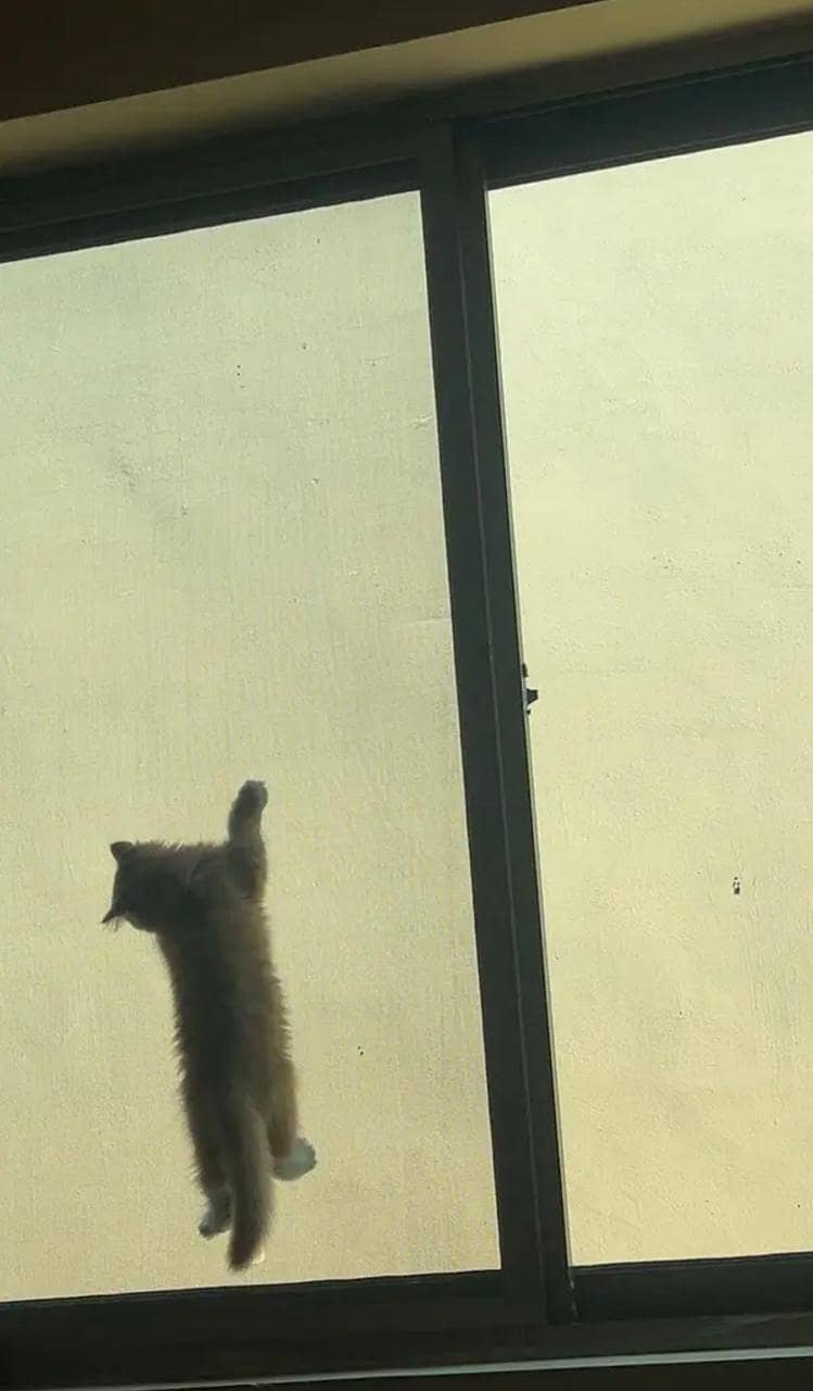Persian cat 6