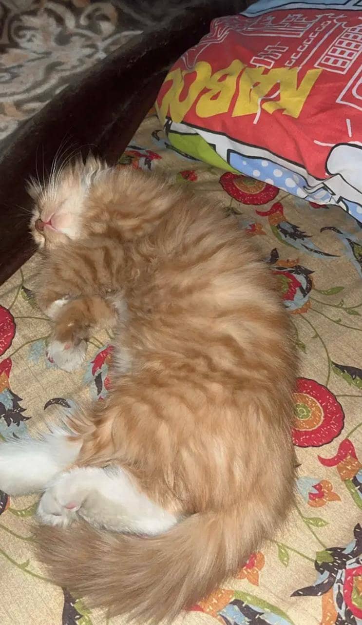 Persian cat 7