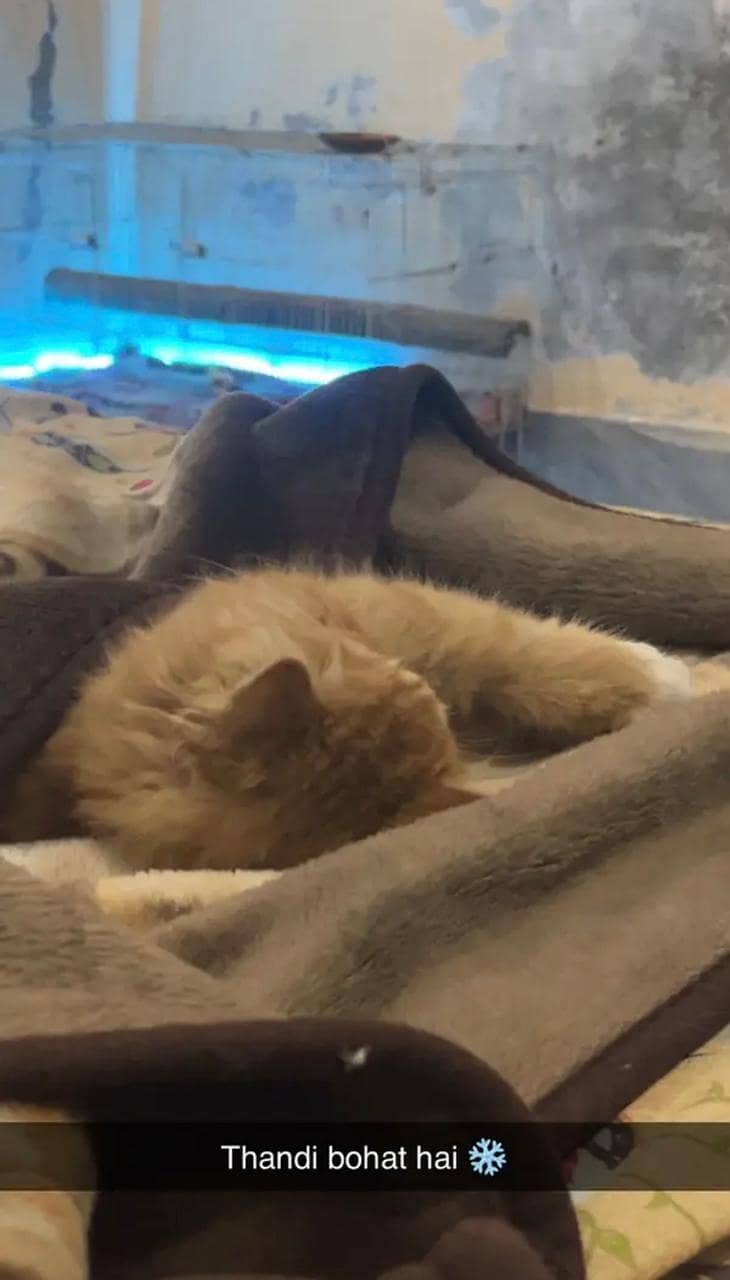 Persian cat 8