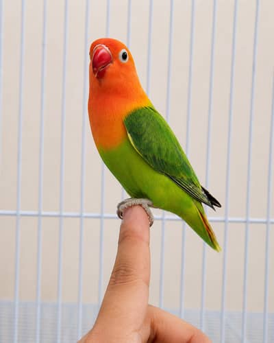 fly tame friendly play full love bird