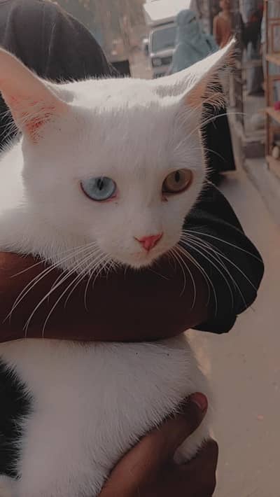 Persian cat odd eyes