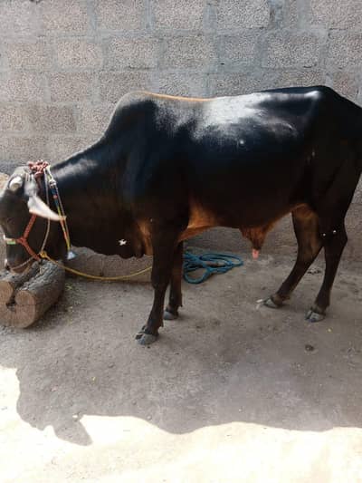 calf bachra