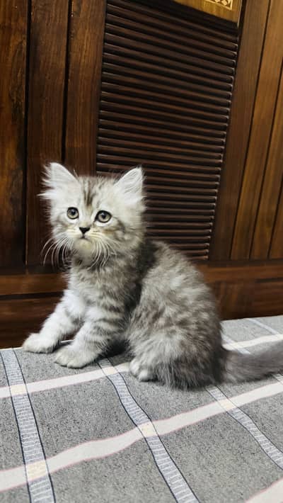 Siberian maine coon mix or mix persian