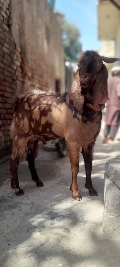 Qurbani ke liye Ghar ke Palay huay Bakre dastyab hain!  ​