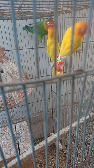 breeder pair h dono ek red eye h male