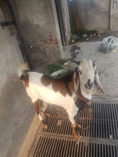 *Qurbani 2026/Nagra Donda bkra/for sale qurbani*