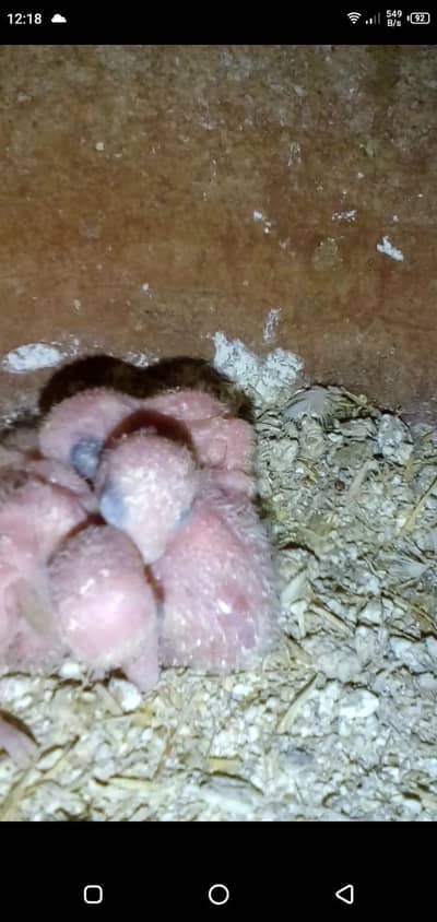 parrots for sale