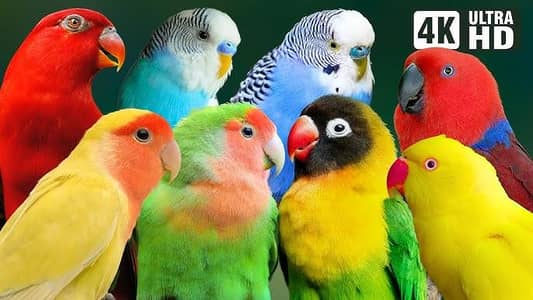Australian Love birds parrots