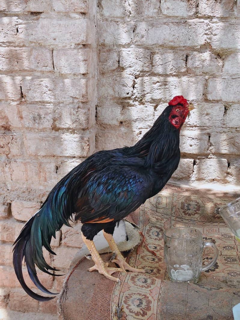 Aseel Murga 0