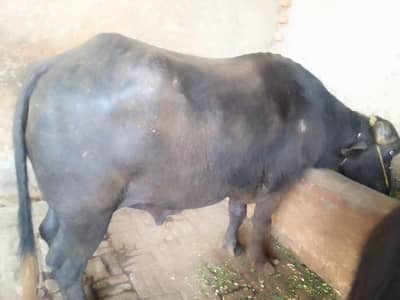 Buffalo Sale For Qurbani