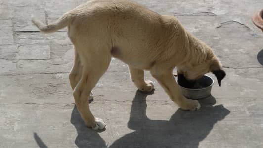 german shepherd puppies for sale