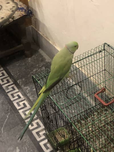 Parrot for sale
