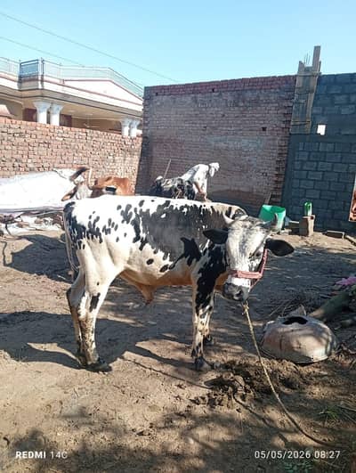 VIP Friesian Cross Bull for Qurbani 2026 – Healthy & Home Raised