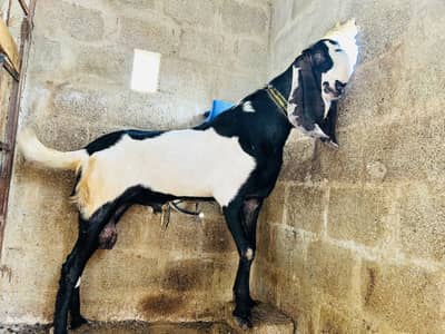 Beetal Breeder Bakra Supreme Quality 4 dant