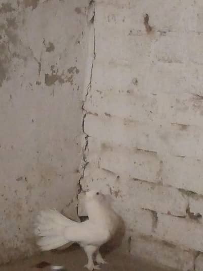 pigeon  pair