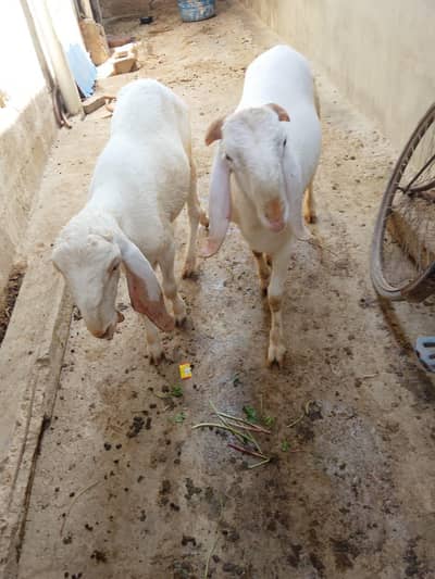 Andu Dumbe qurbani 2026 ke Liye.