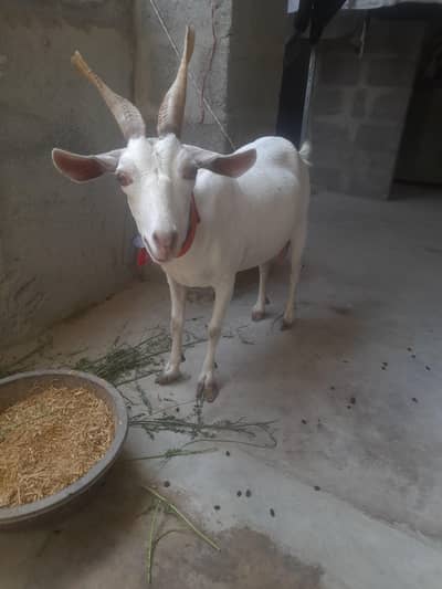 taddy bakri