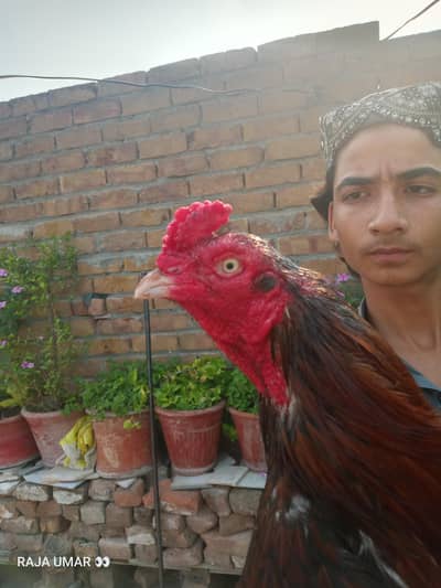 03015410166 munasib ho jai ga