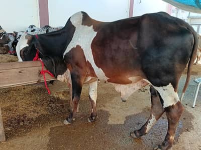 Qurbani animal for sale