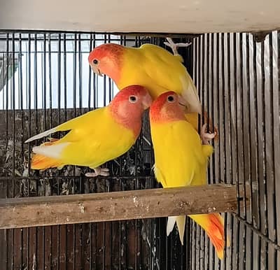 love birds and Rosicolie redhead opline / opaline