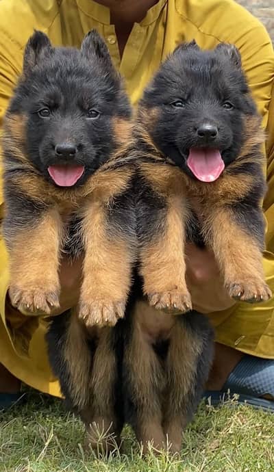 German Shepherd double coat prayer for sale