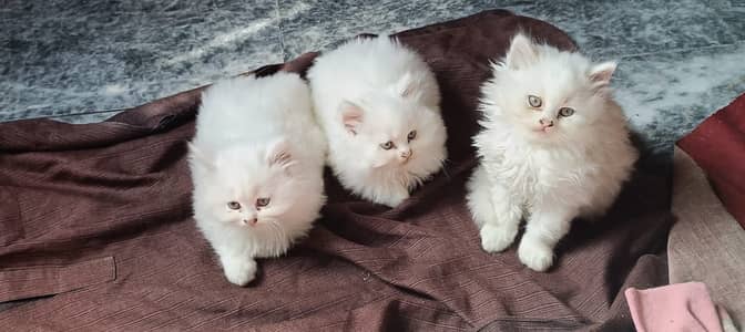 Perision Kittens Bulk