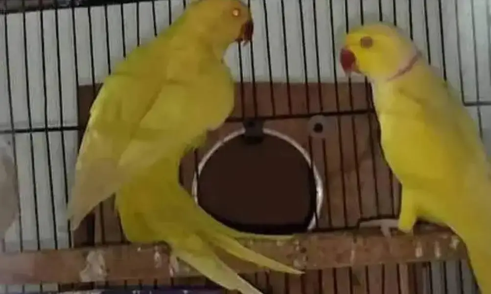 breedar pair ha