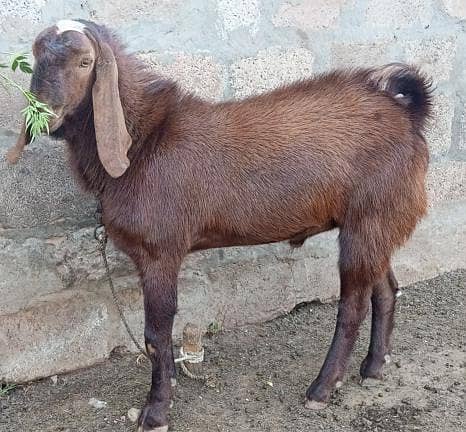 Bakrey 3