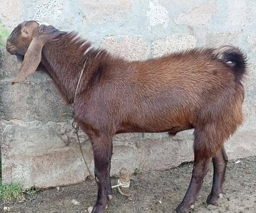 Bakrey 4