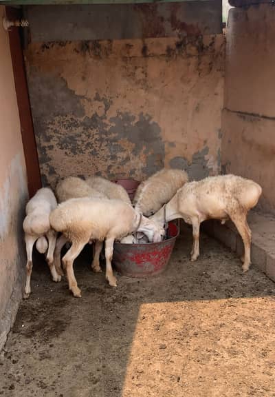 Qurbani Special Dumba for Sale
