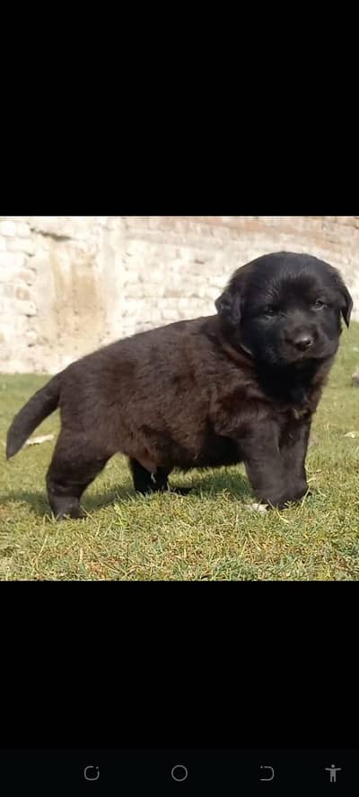 German Shepherd double core 2 month for sale
