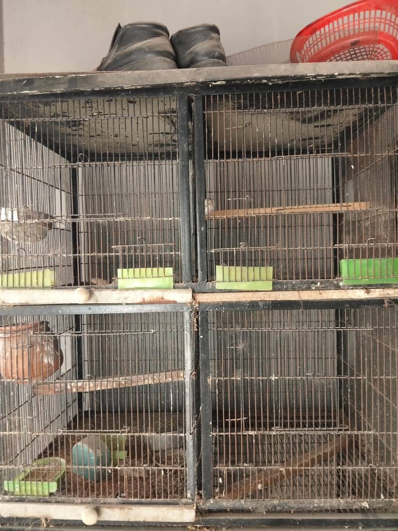 Pet Cage 1