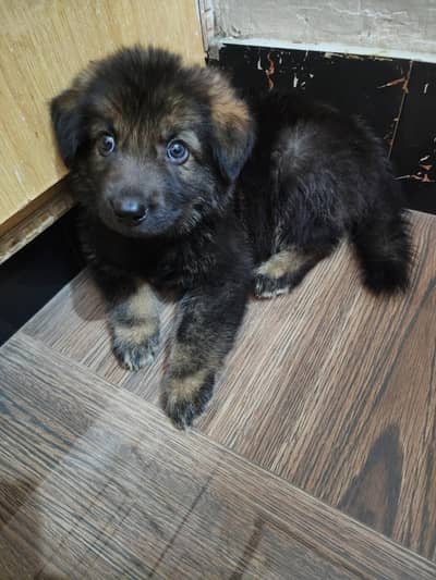 GSD puppy long coat