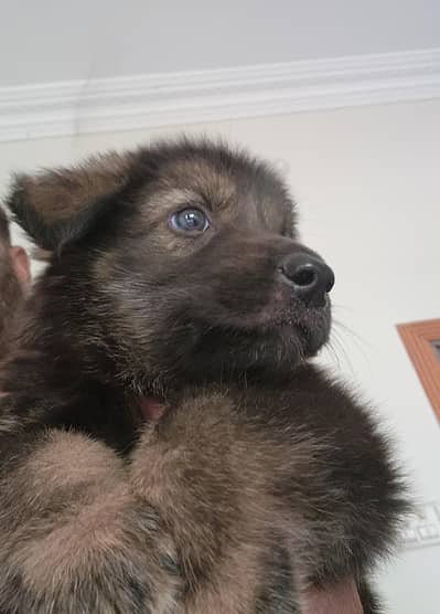 GSD puppy long coat