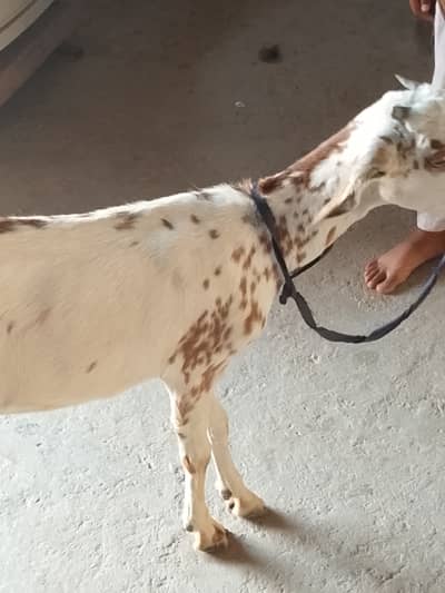 Beautiful goat cross