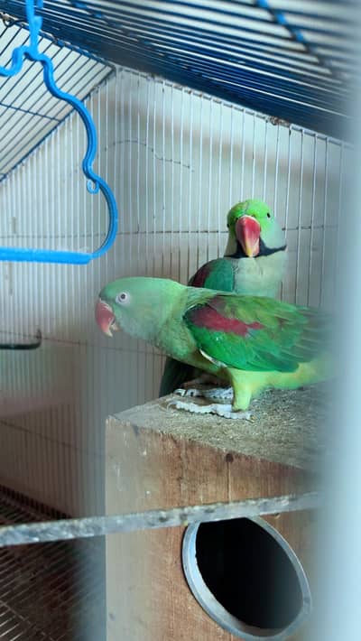 Green Kashmiri Talking Parrots