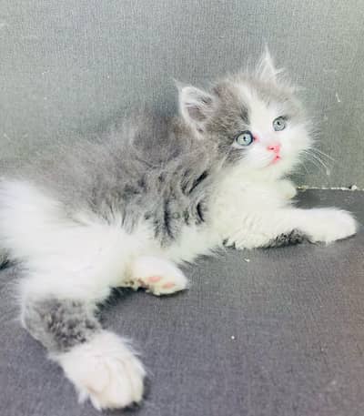 Quality Persian Punch   kitten WhatsAp. 03227335071