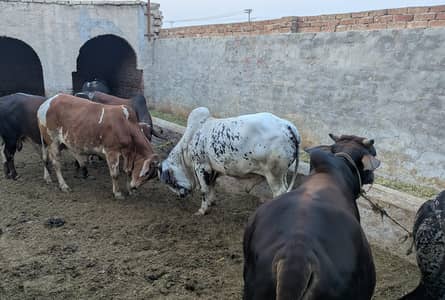 cholistani bulls
