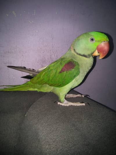 Green parrot