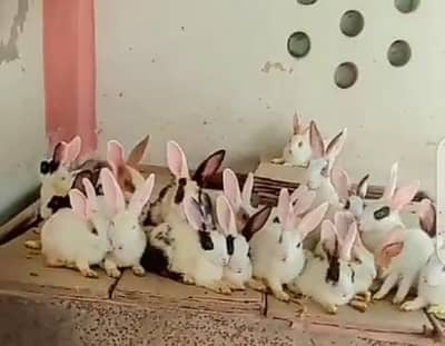 rabbit for sale