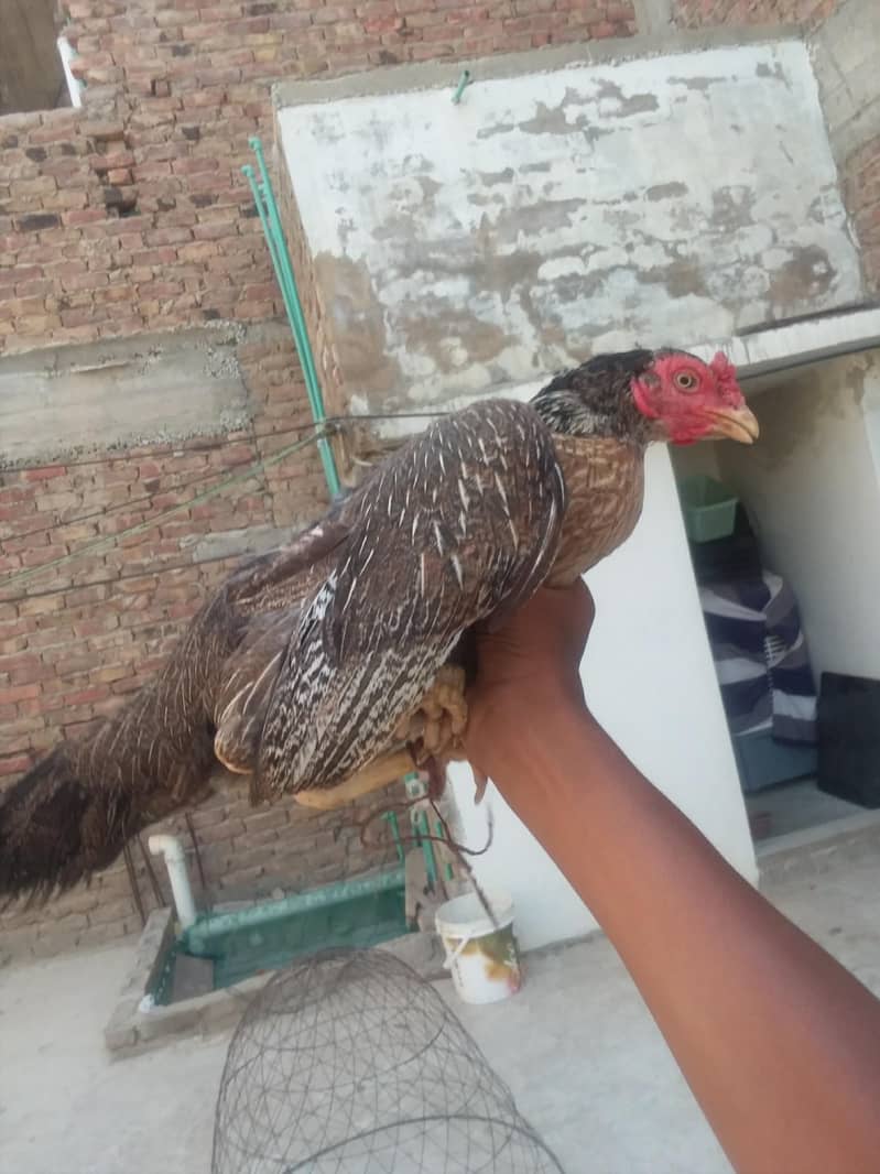 Aseel pure java female 1