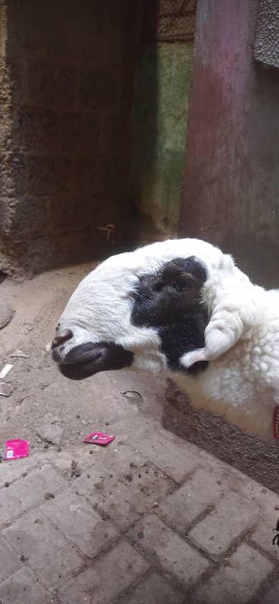 Sale sheep 2k26