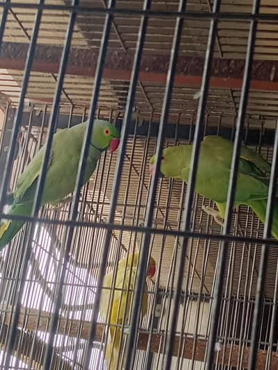 kataa pair for sale. . 4 years age .