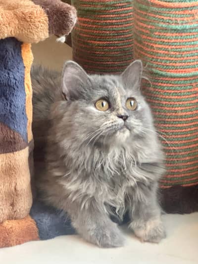 Fluffy Grey Persian Kitten with Golden Eyes