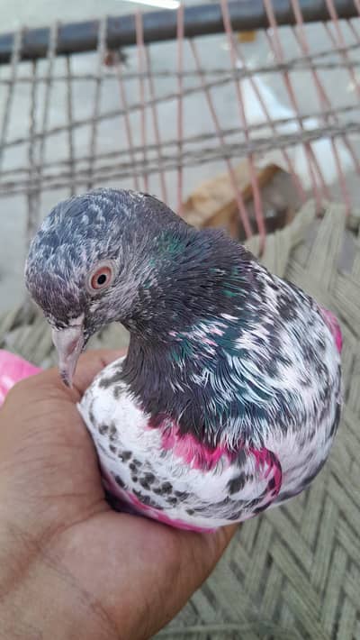 High flyer pigeon for sale