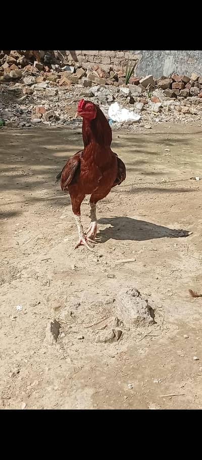 Lakha patha for sale