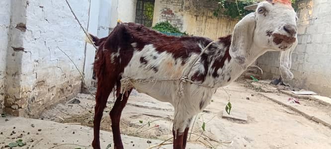 Goat (Pragnant)